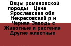 Овцы романовской породы › Цена ­ 250 - Ярославская обл., Некрасовский р-н, Черная Заводь с. Животные и растения » Другие животные   